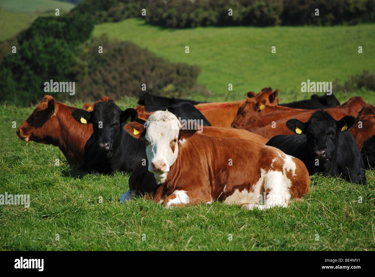cows lying down in field, devon, uk Stock Photo