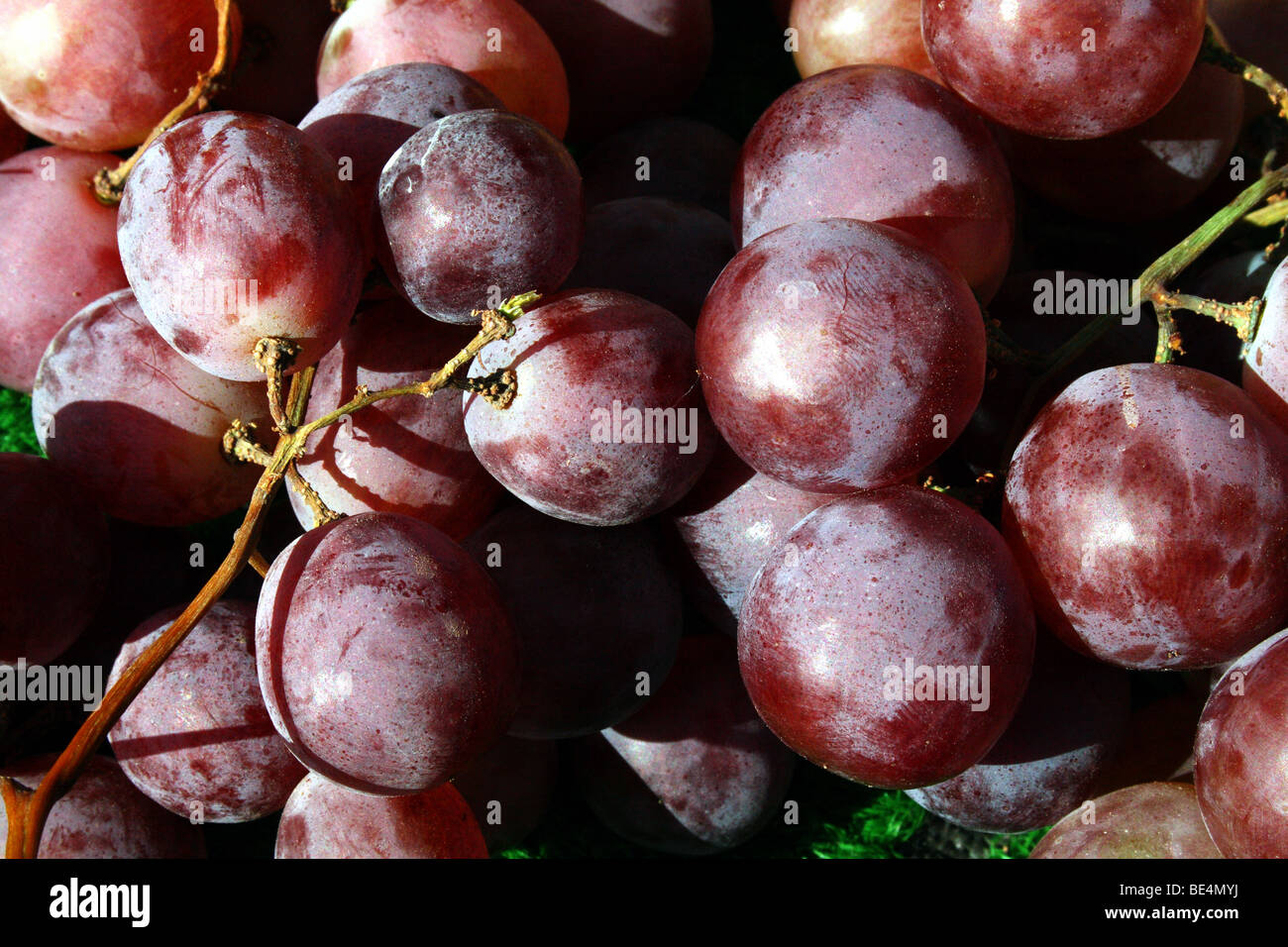 Red Grapes Vitis vinifera  a liana of the Family Vitaceae Stock Photo