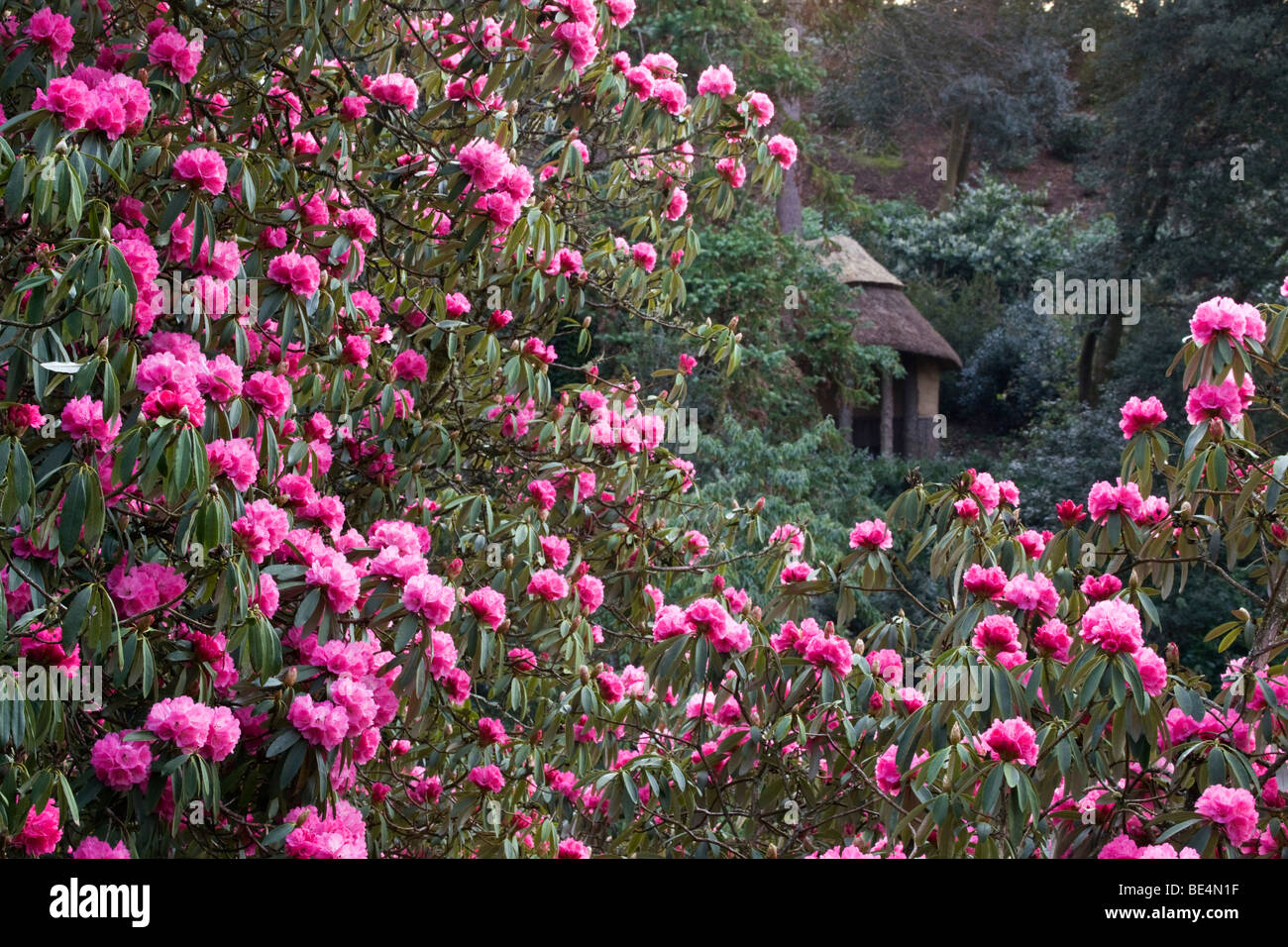 Cornwall Rhododendron trebah garden; cornwall; rhododendrons; alice's seat in distance Stock ...