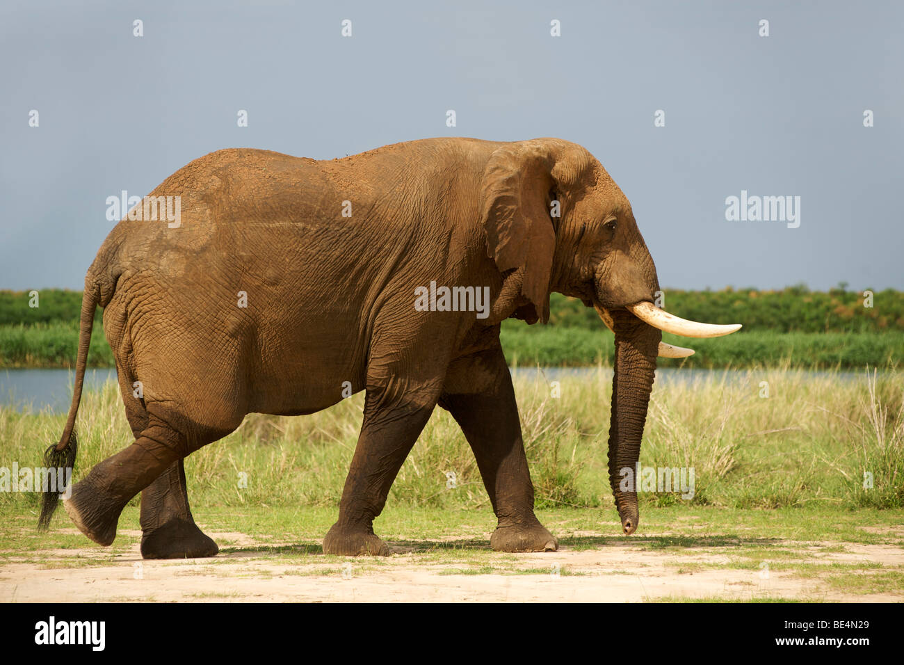 African elephant (loxodonta africana) in Murchison Falls National Park in Uganda. Stock Photo