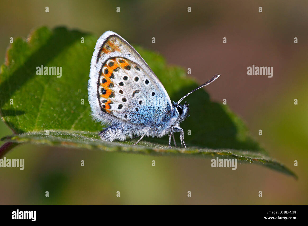 Male Silver-studded Blue (Plebejus argus) (Plebeius argus) butterfly Stock Photo