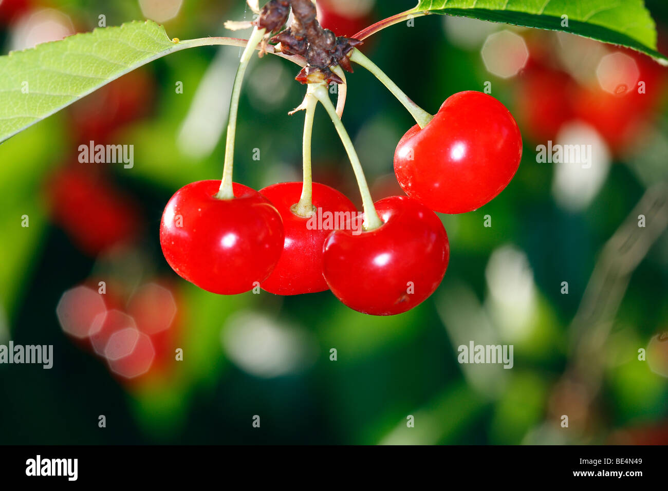 Sour Cherry (Prunus cerasus), ripe cherries on a tree. Stock Photo