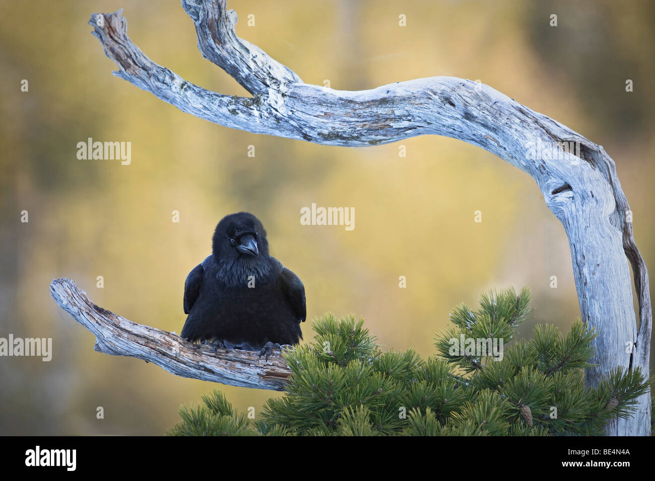 A raven sitting on the branch of a tree Stock Photo - Alamy