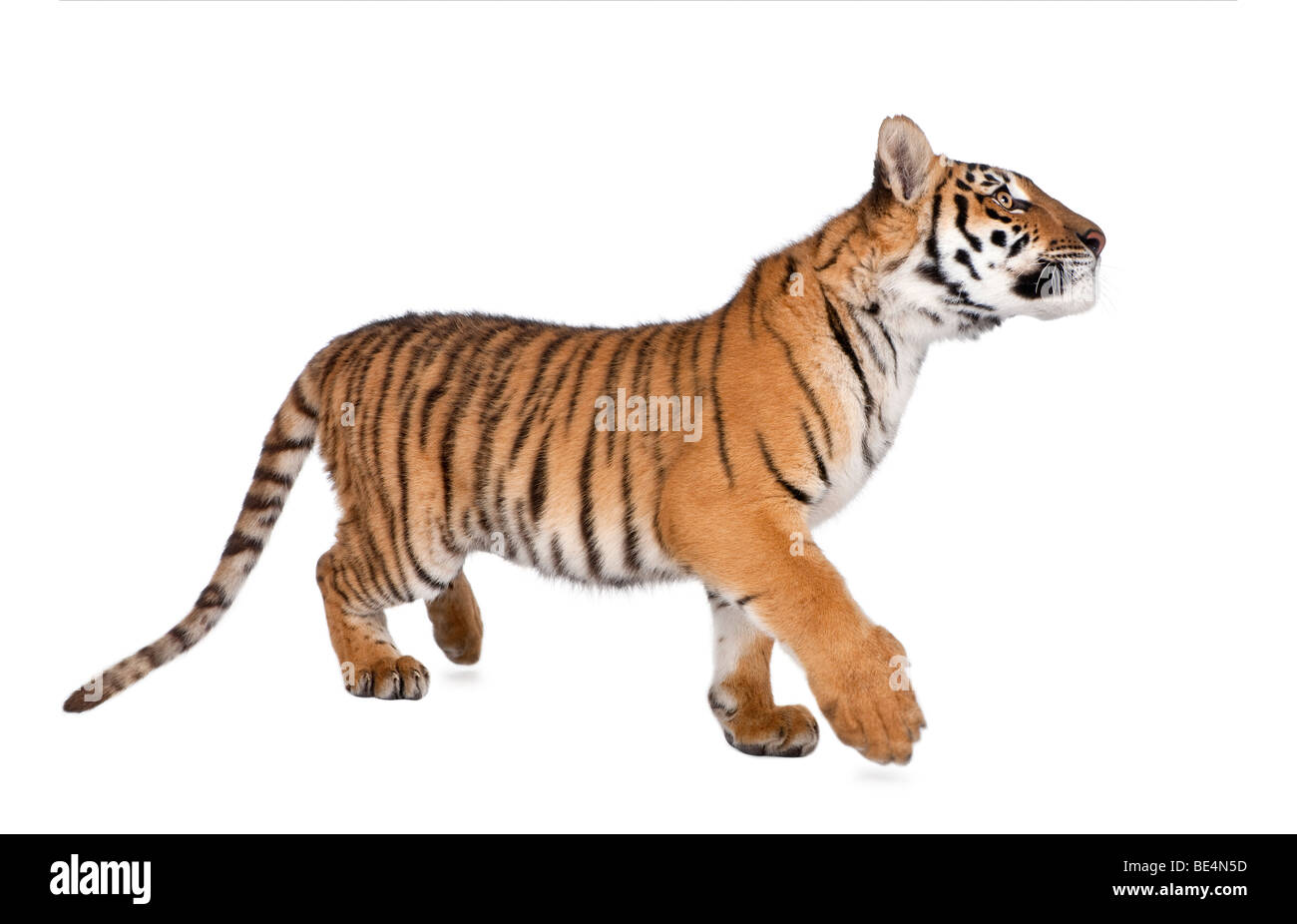 Bengal Tiger, Panthera tigris tigris, 1 year old, walking in front of white background, studio shot Stock Photo