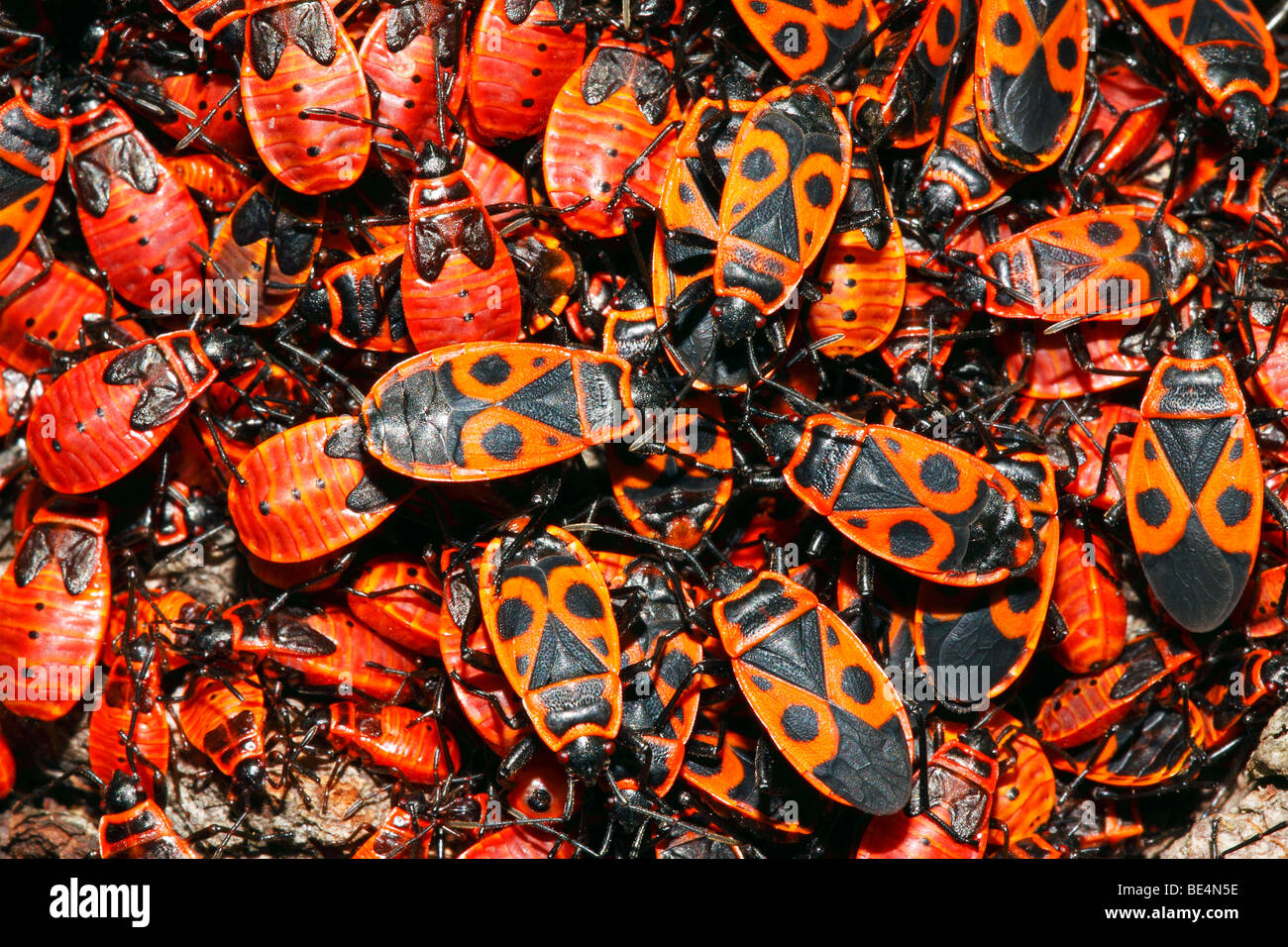 Firebugs (Pyrrhocoris apterus) mass-meeting Stock Photo