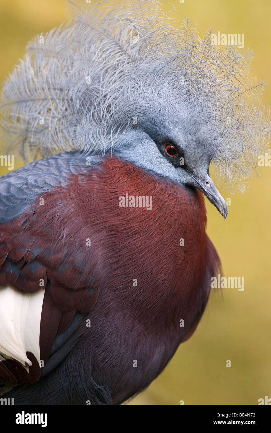 Southern Crowned Pigeon (Goura scheepmakeri), enclosure Stock Photo