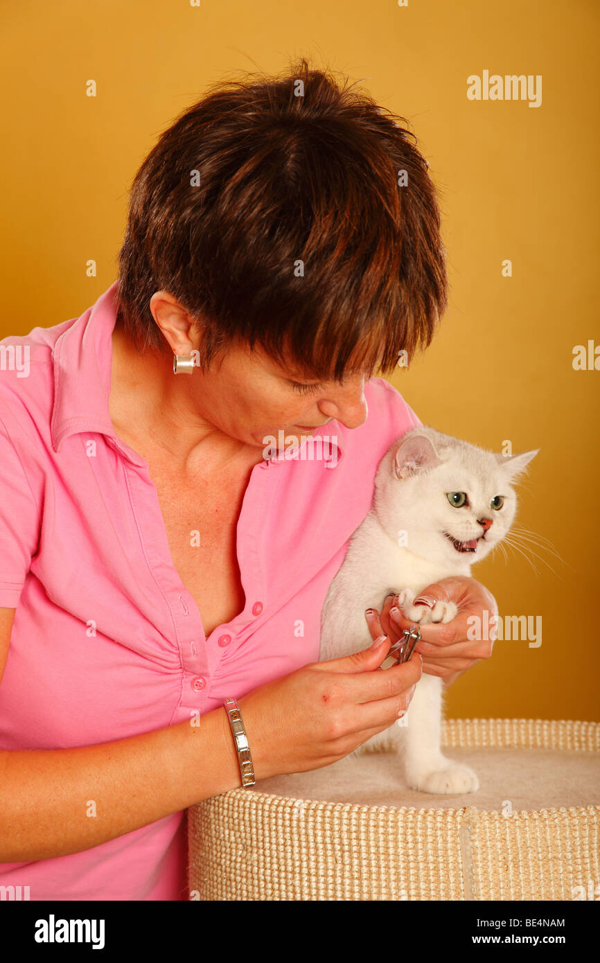 Woman and British Shorthair Cat, silver-shaded / clipping claws ...