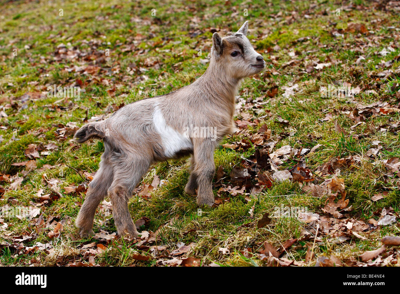 Domestic Goat (Capra aegagrus), kid standing in grass Stock Photo
