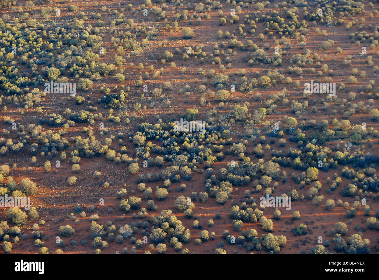 Aerial view of Spinifex Grass (Triodia Plectrachne spp.) at sunset, Northern Territory, Australia Stock Photo