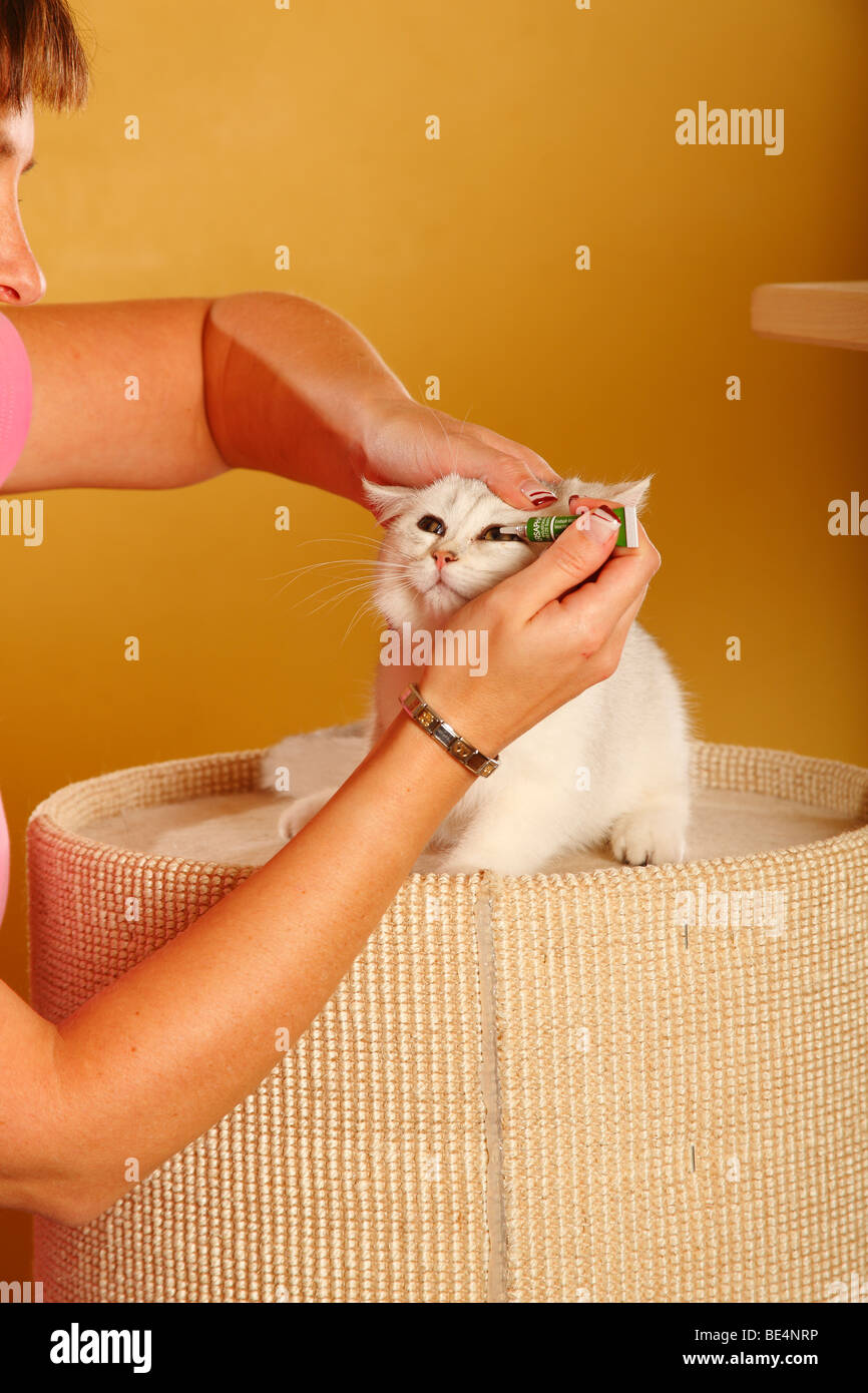 Woman and British Shorthair Cat, silver-shaded / giving ophthalmic ointment Stock Photo