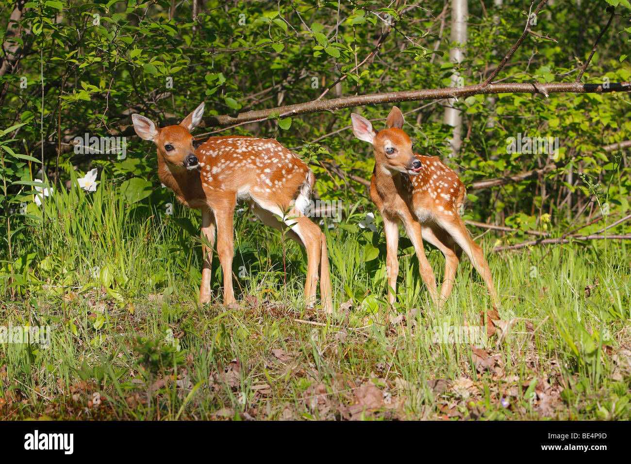 White-tailed Deer (Odocoileus virginianus). Two fawns on a clearing. Stock Photo