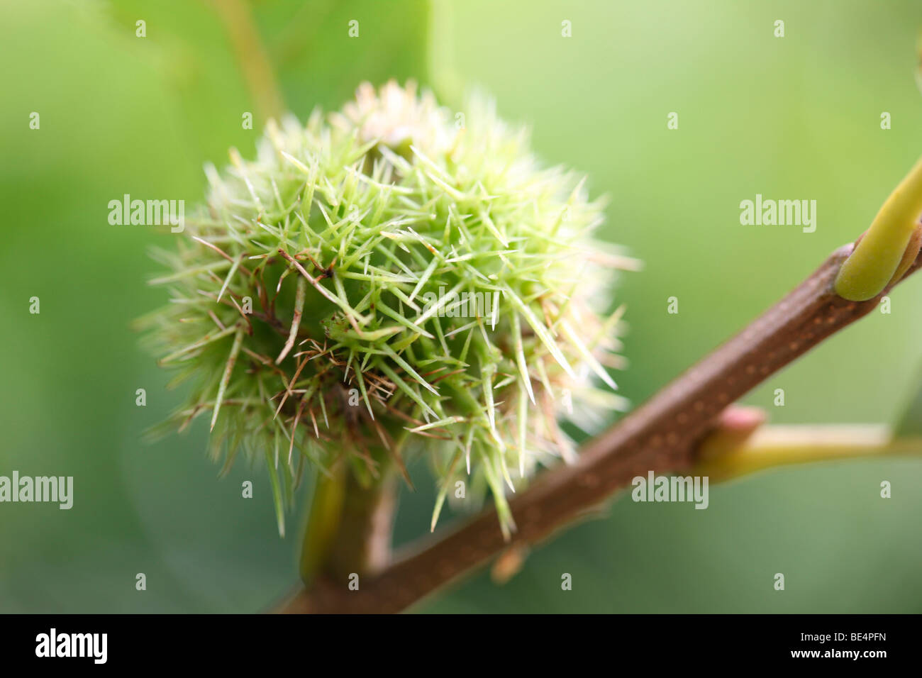 Chestnut Species High Resolution Stock Photography and Images - Alamy