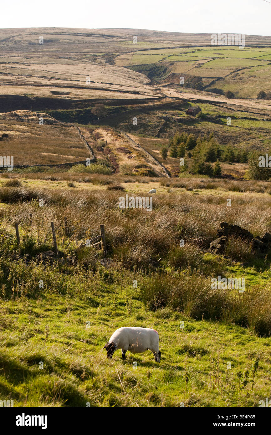 UK, England, Yorkshire, Oxenhhope, sheep grazing on Middle Moor hill farm Stock Photo