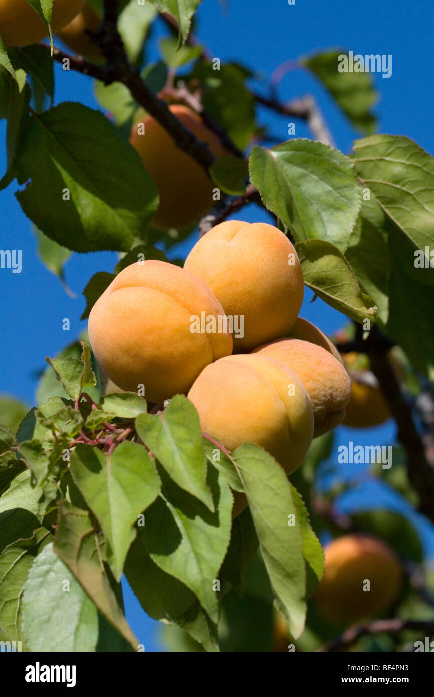 Apricot ripe tree hi-res stock photography and images - Alamy