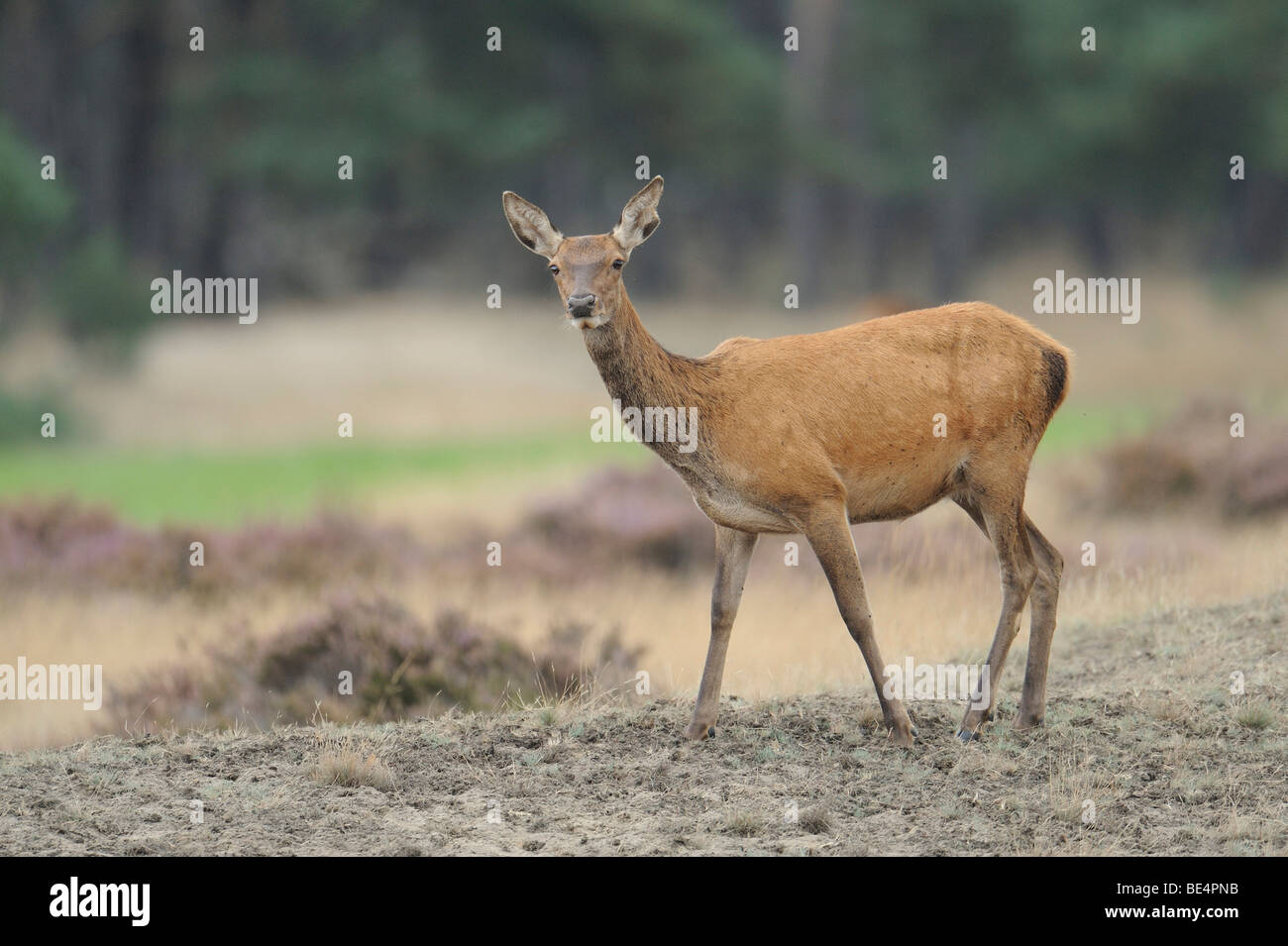 Red Deer (Cervus elaphus), deer rut, Hoge Veluwe National Park, Gelderland, Netherlands, Europe Stock Photo