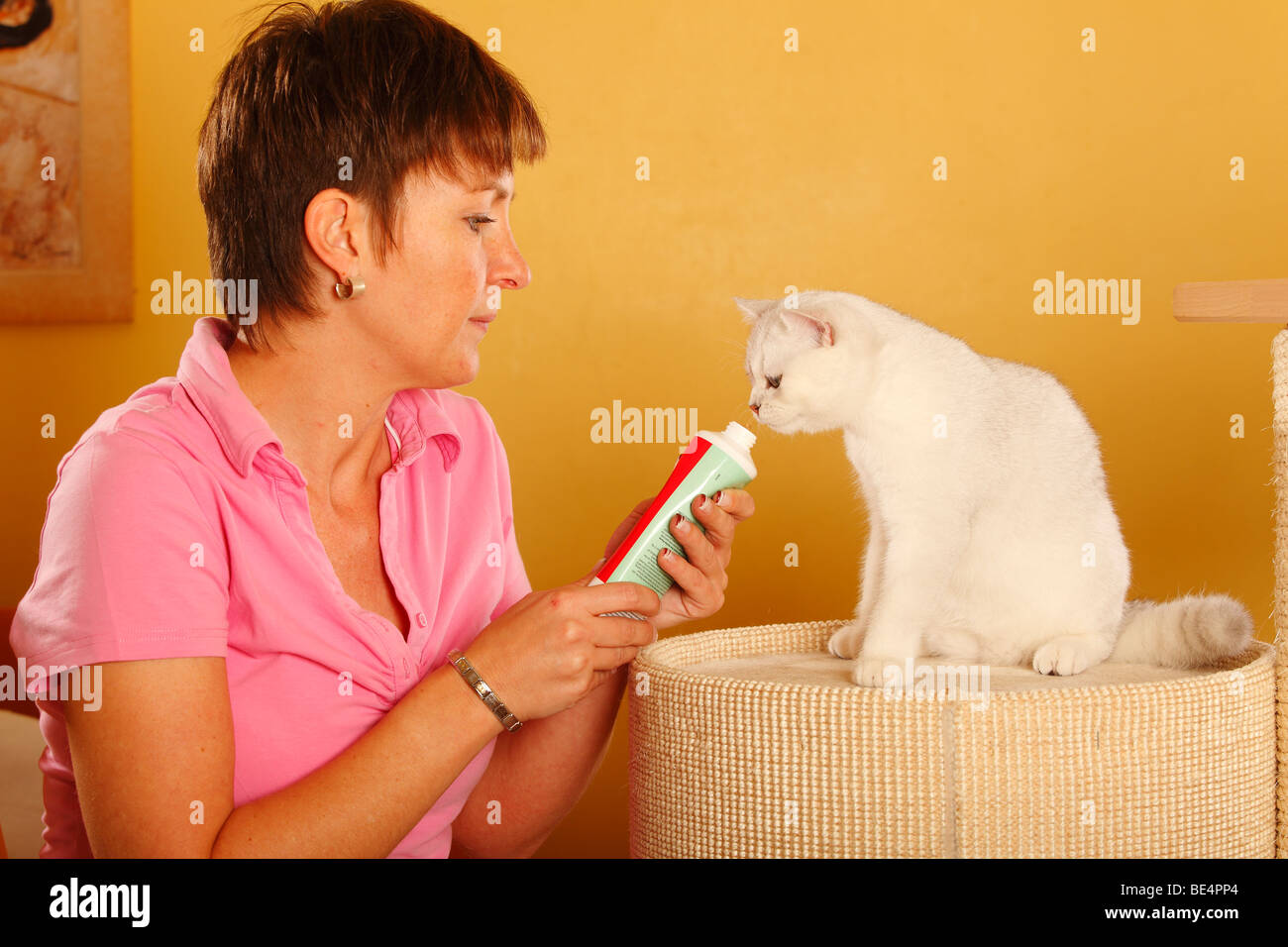 Woman and British Shorthair Cat / giving vitamine paste, tube Stock Photo