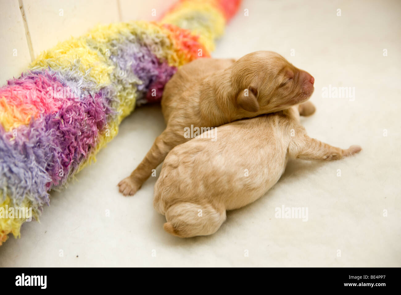 New born Puppies Feeding Stock Photo Alamy