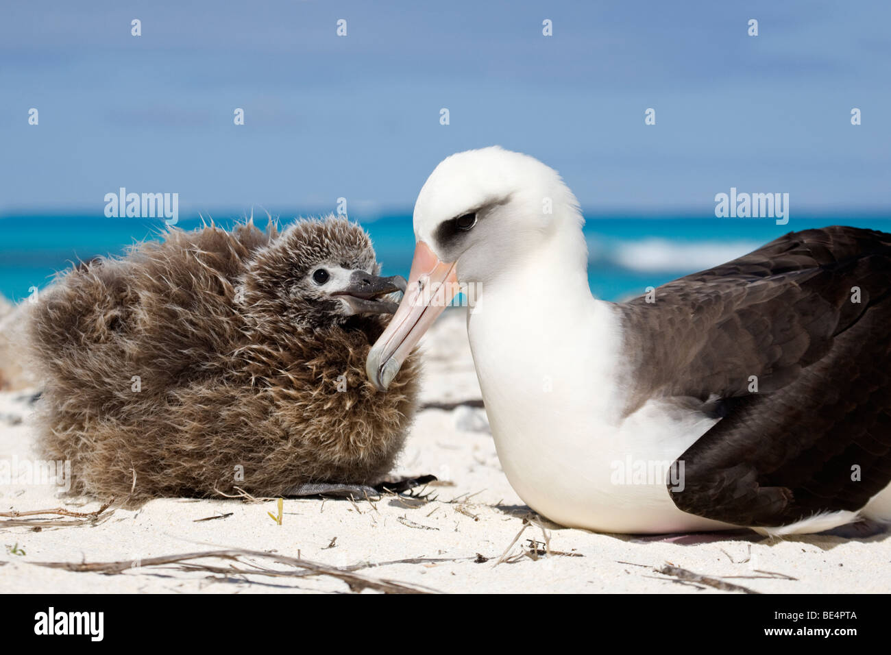 Laysan Albatross chick begging to be fed by parent on Midway Atoll in the northwestern Hawaiian archipelago Stock Photo