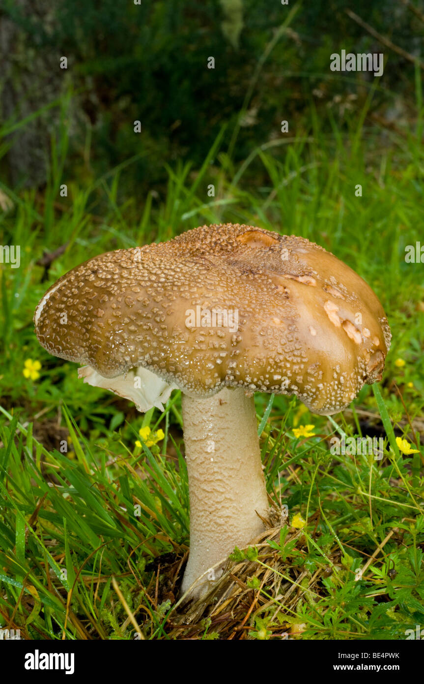 The Blusher, Amanita rubescens, toadstool. The yellow flowers in the background are Tormentil. Stock Photo