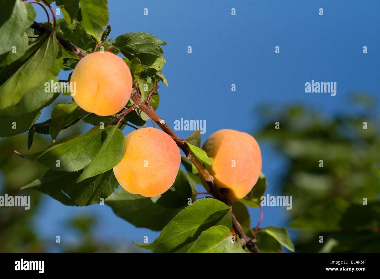 Ripe apricots grow on the tree in Oregon, USA. Stock Photo