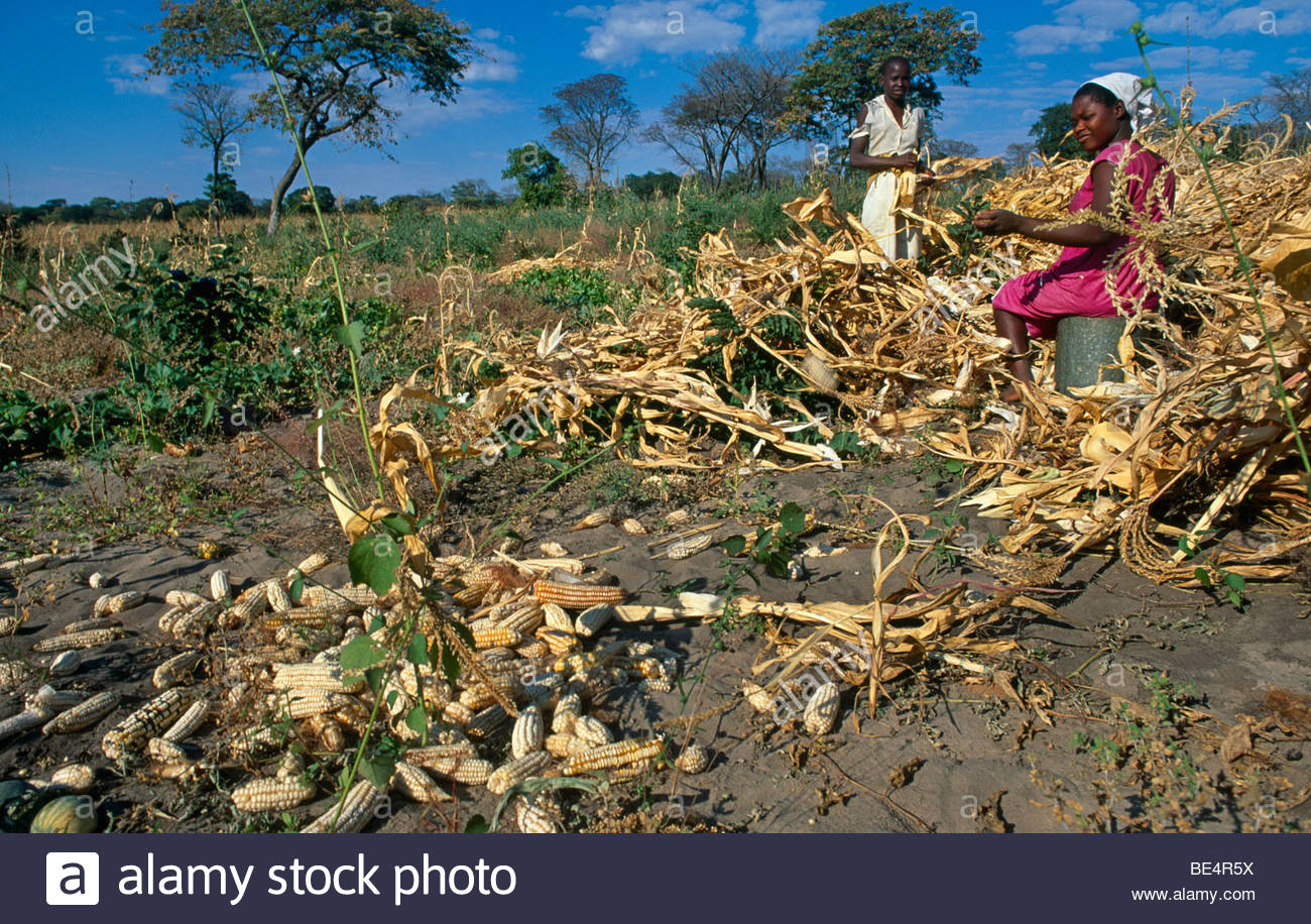Zimbabwe Farming Stock Photos & Zimbabwe Farming Stock Images - Alamy
