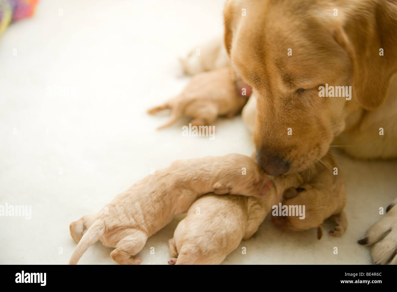 New born Puppies Feeding Stock Photo Alamy