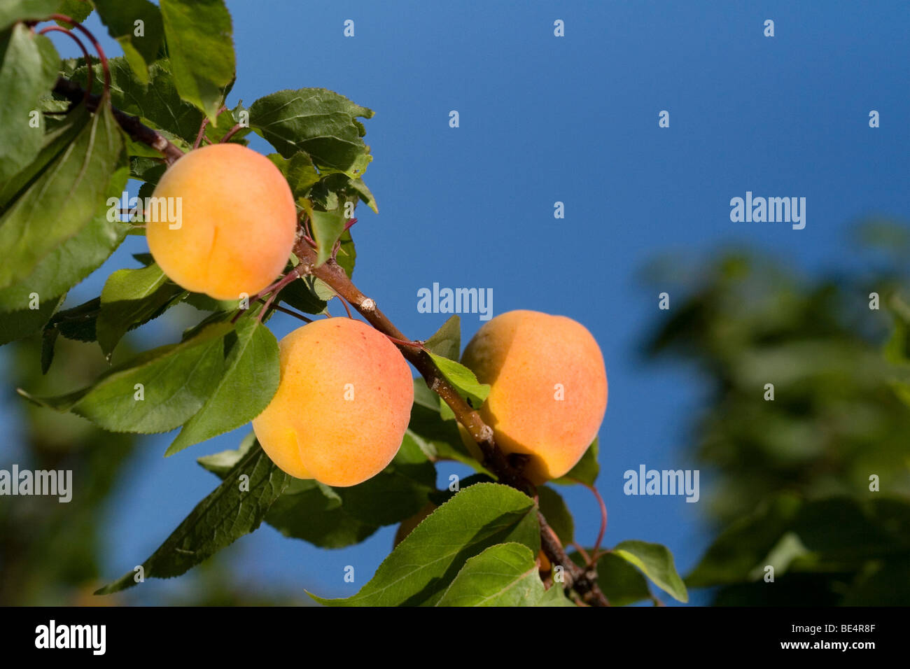 Apricot ripe tree hi-res stock photography and images - Alamy
