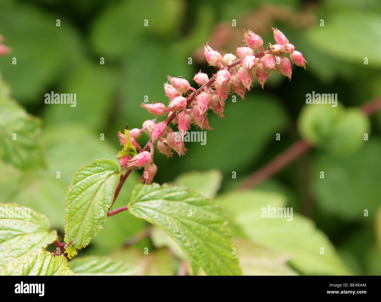 Chinese Neillia, Neillia sinensis var. ribesioides, Rosaceae, China Stock Photo