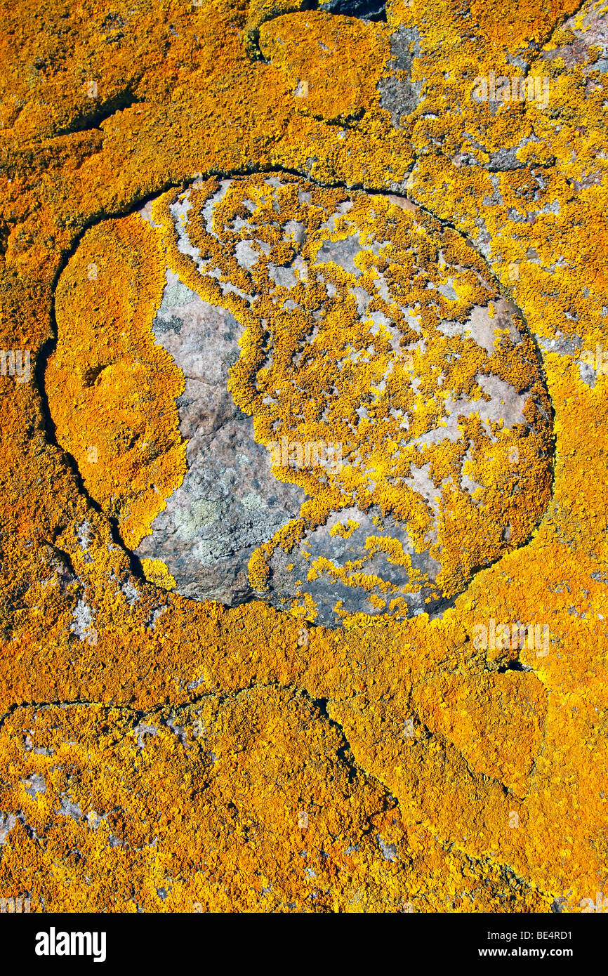Common Orange Lichen, Yellow Lichen, Maritime Sunburst Lichen (Xanthoria parietina) growing on an old stone wall, foliose lichen Stock Photo