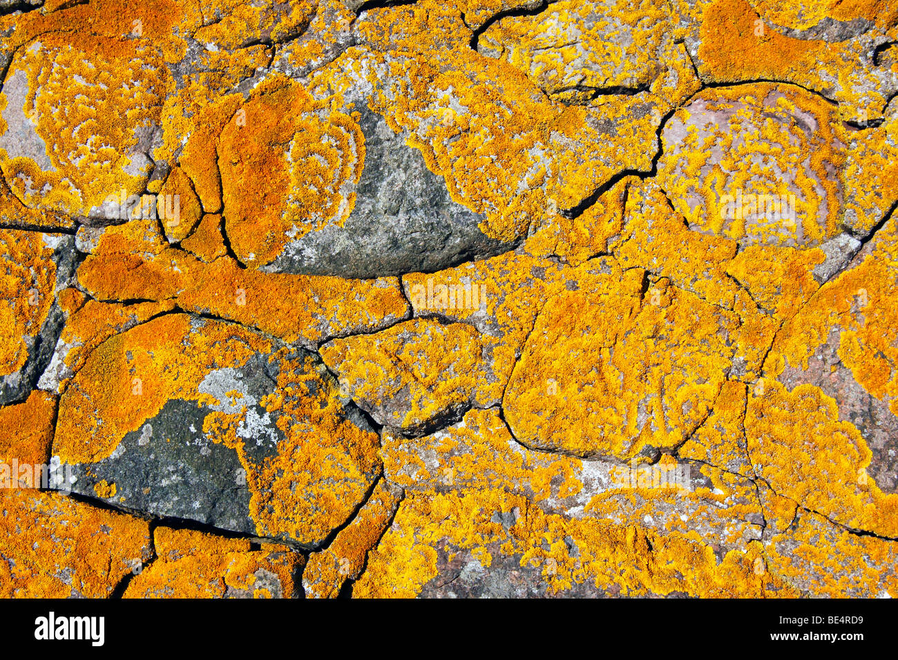 Common Orange Lichen, Yellow Lichen, Maritime Sunburst Lichen (Xanthoria parietina) growing on an old stone wall, foliose lichen Stock Photo