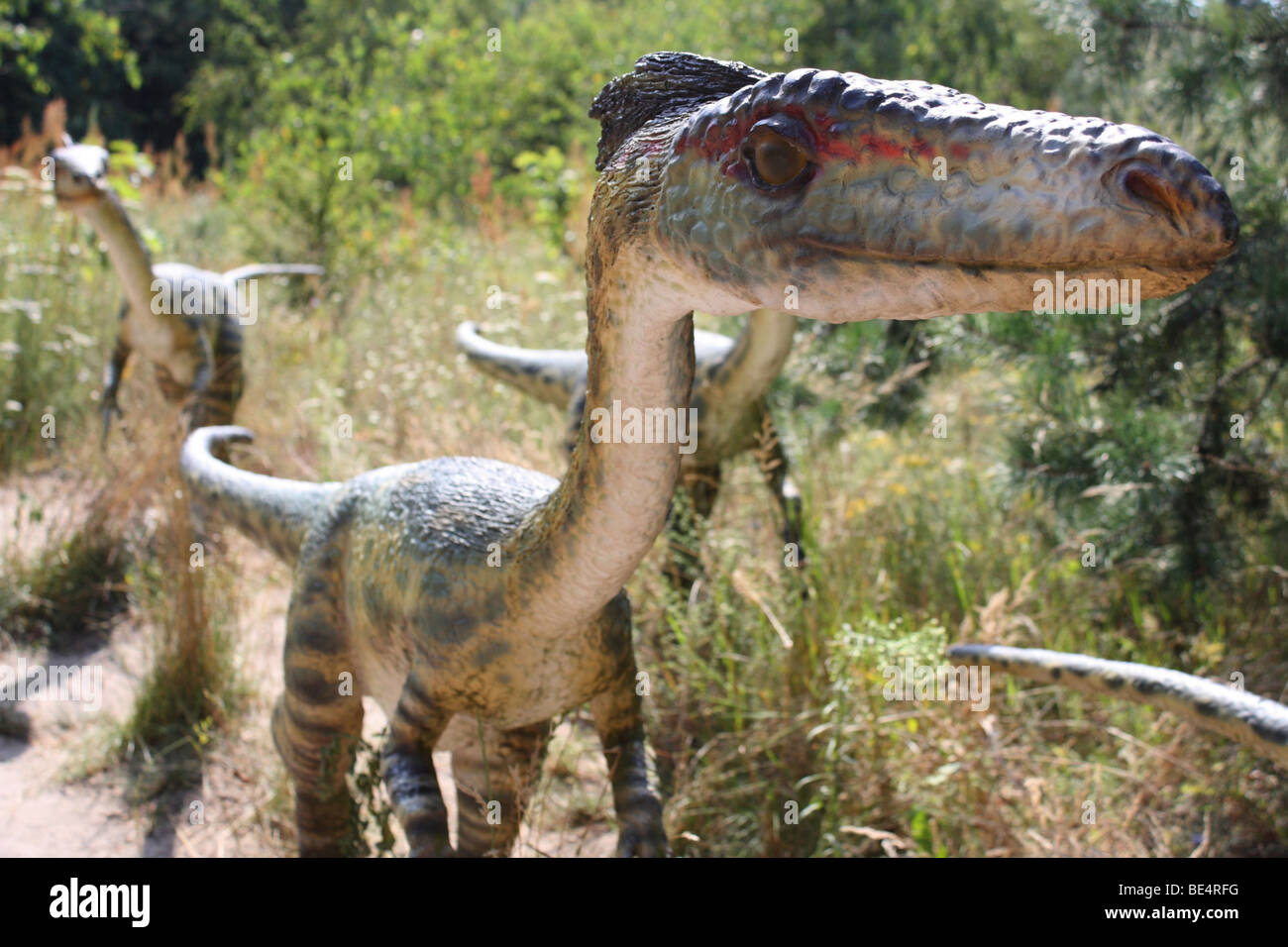 Prehistoric Park,  Coelophysis, real size replica, 2009 Stock Photo