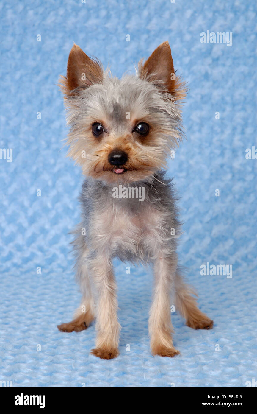 Humorous portrait of a Yorkie dog with his tongue out. Stock Photo