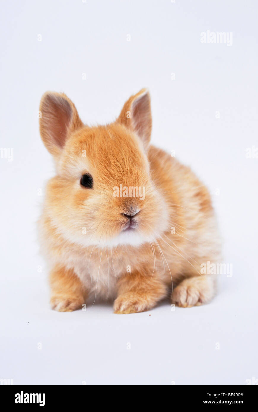 Young Dwarf Rabbit, 4 weeks old Stock Photo Alamy