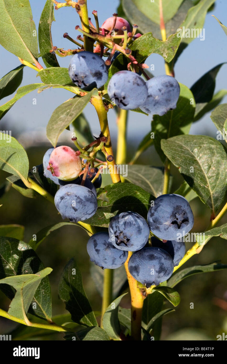 Blueberries grow on the plant near McMinnville, Oregon, USA. Stock Photo