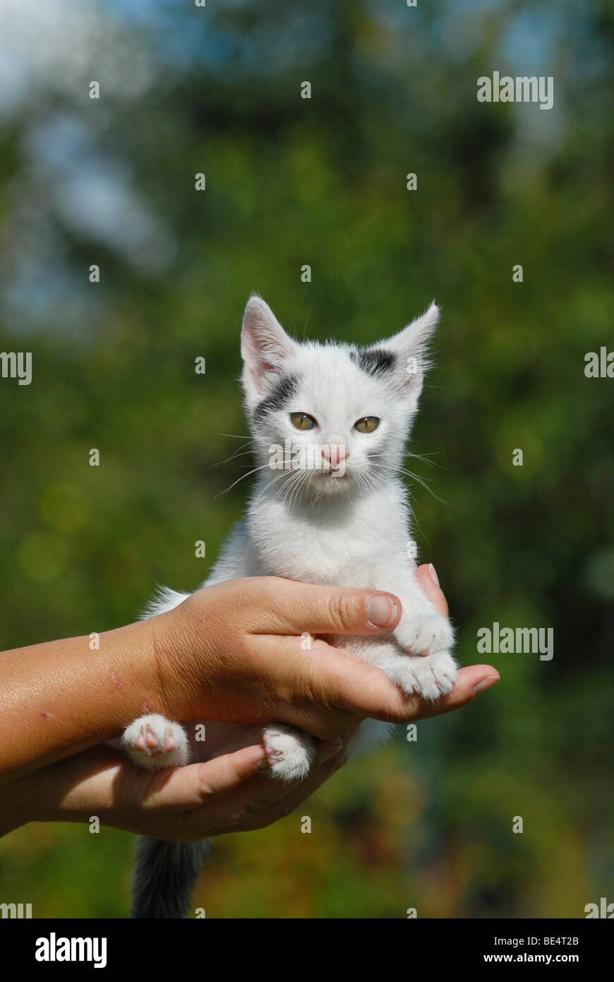 Domestic cat, kitten being held by hands Stock Photo