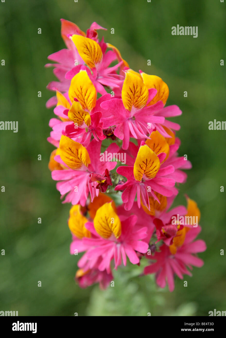 Mariposita Cordillerana or Poor Mans Orchid, Schizanthus grahamii, Solanaceae, Argentina, Chile, USA, North and South America Stock Photo