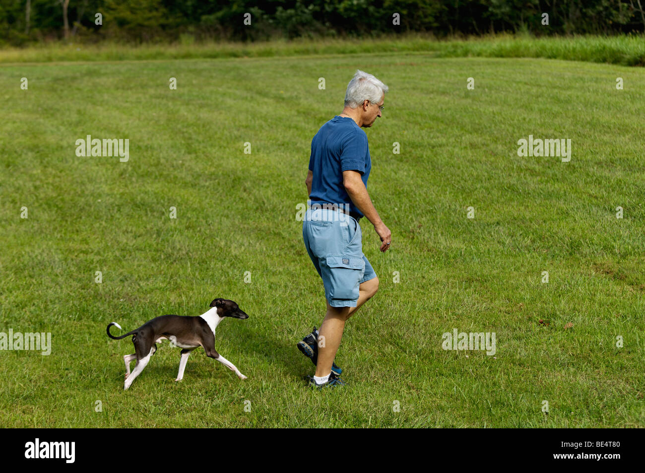 Italian Greyhound Walking with its Owner Stock Photo Alamy