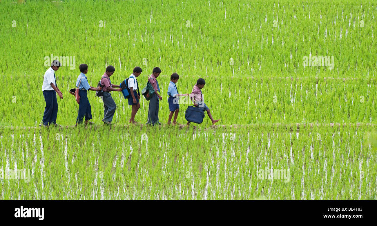 Indian school children walking across a rice paddy to school. Andhra Pradesh, India. Stock Photo