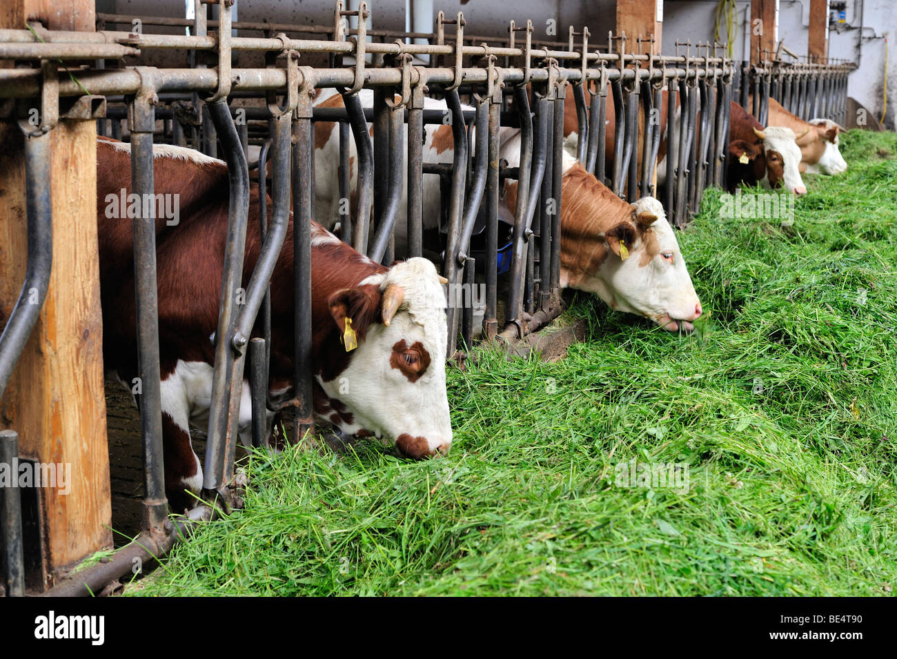 Cowshed farming germany hi-res stock photography and images - Alamy
