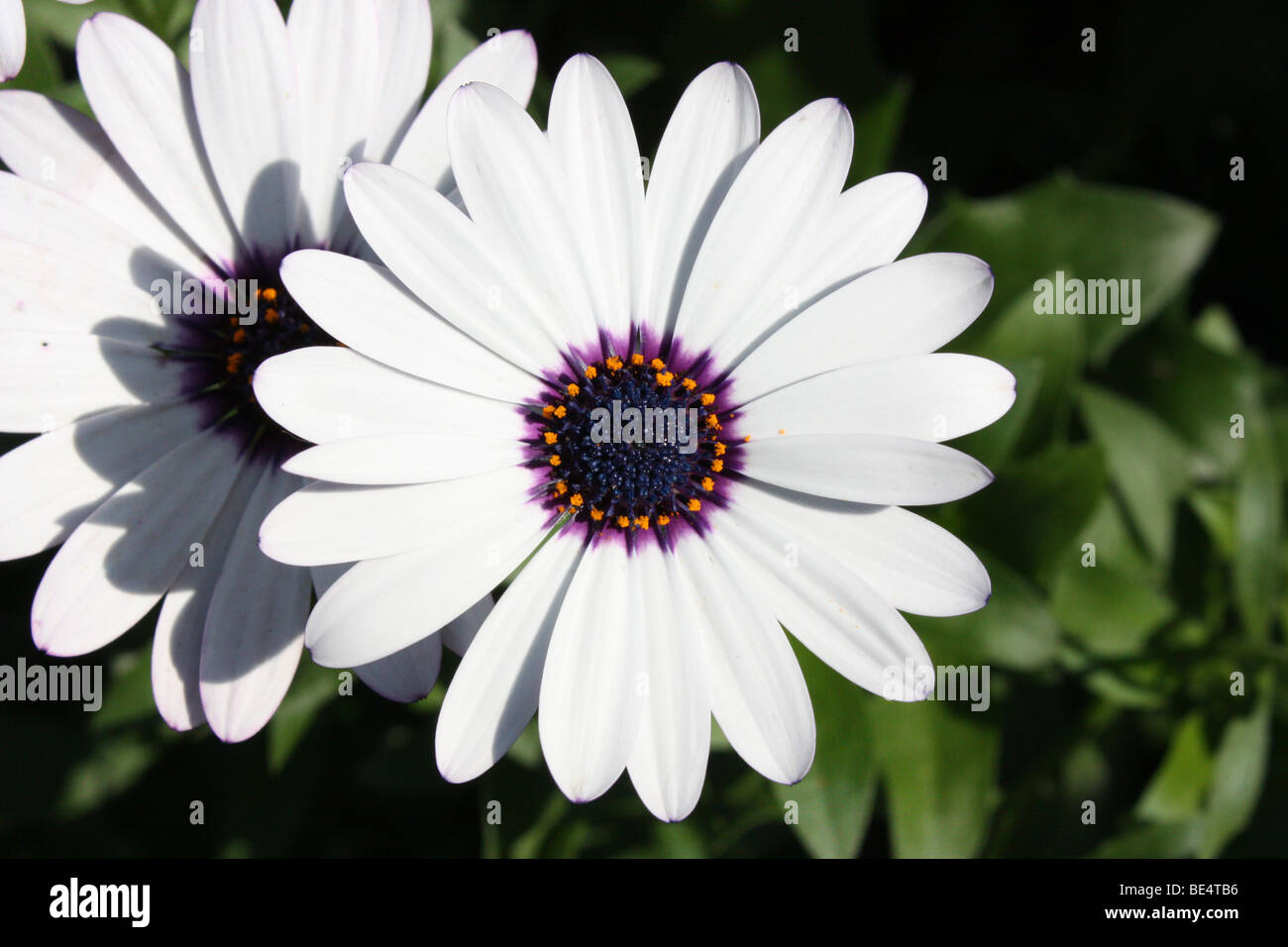 the white flower ,kew garden Stock Photo