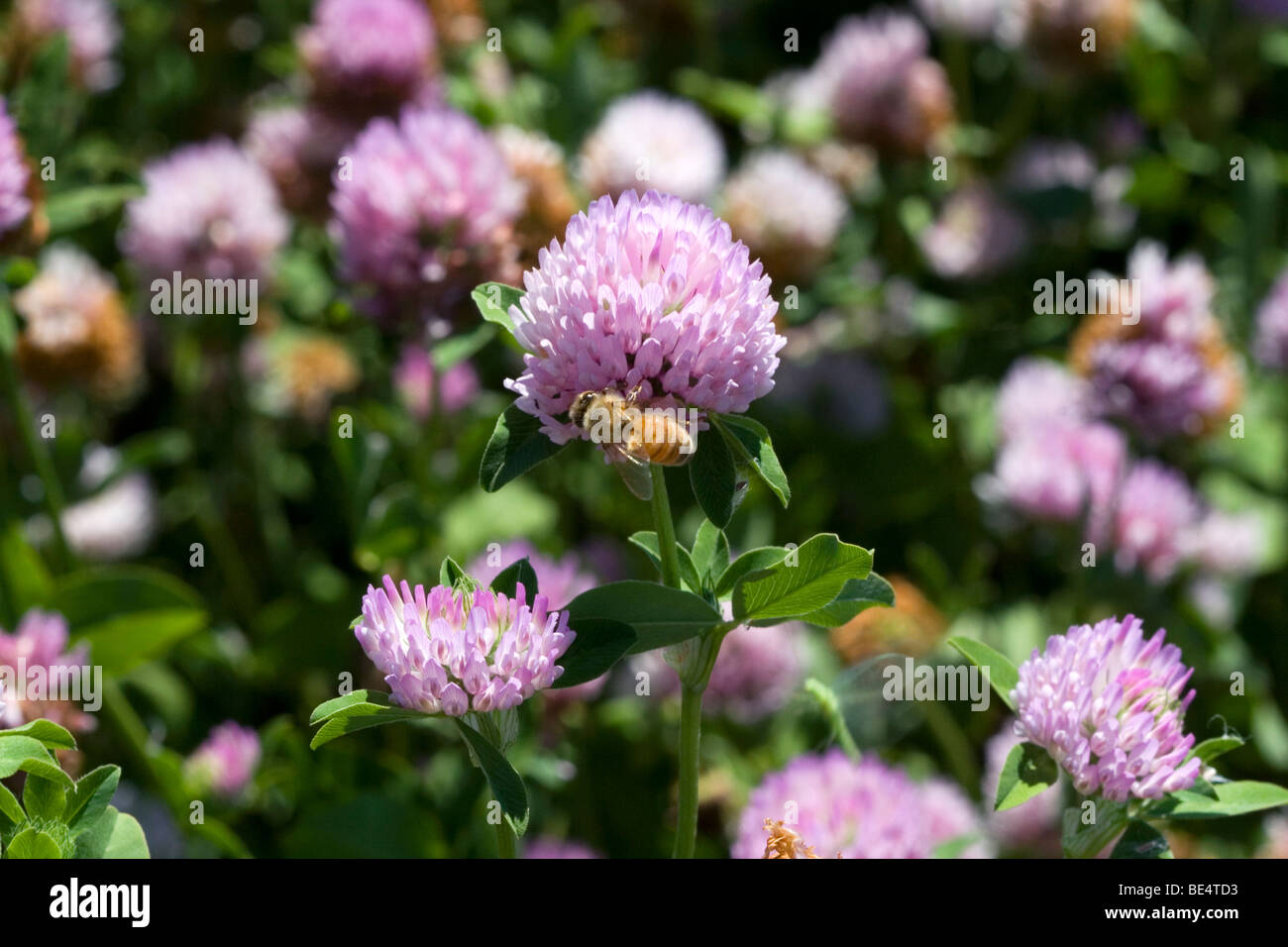 Red clover bee hires stock photography and images Alamy