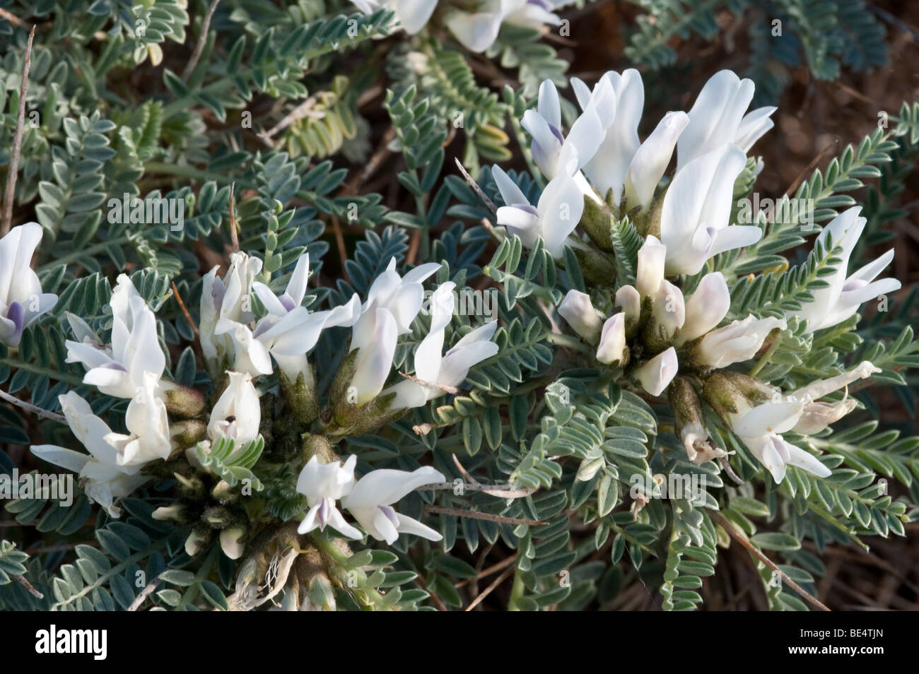Traganth (Astragalus massilensis) Stock Photo