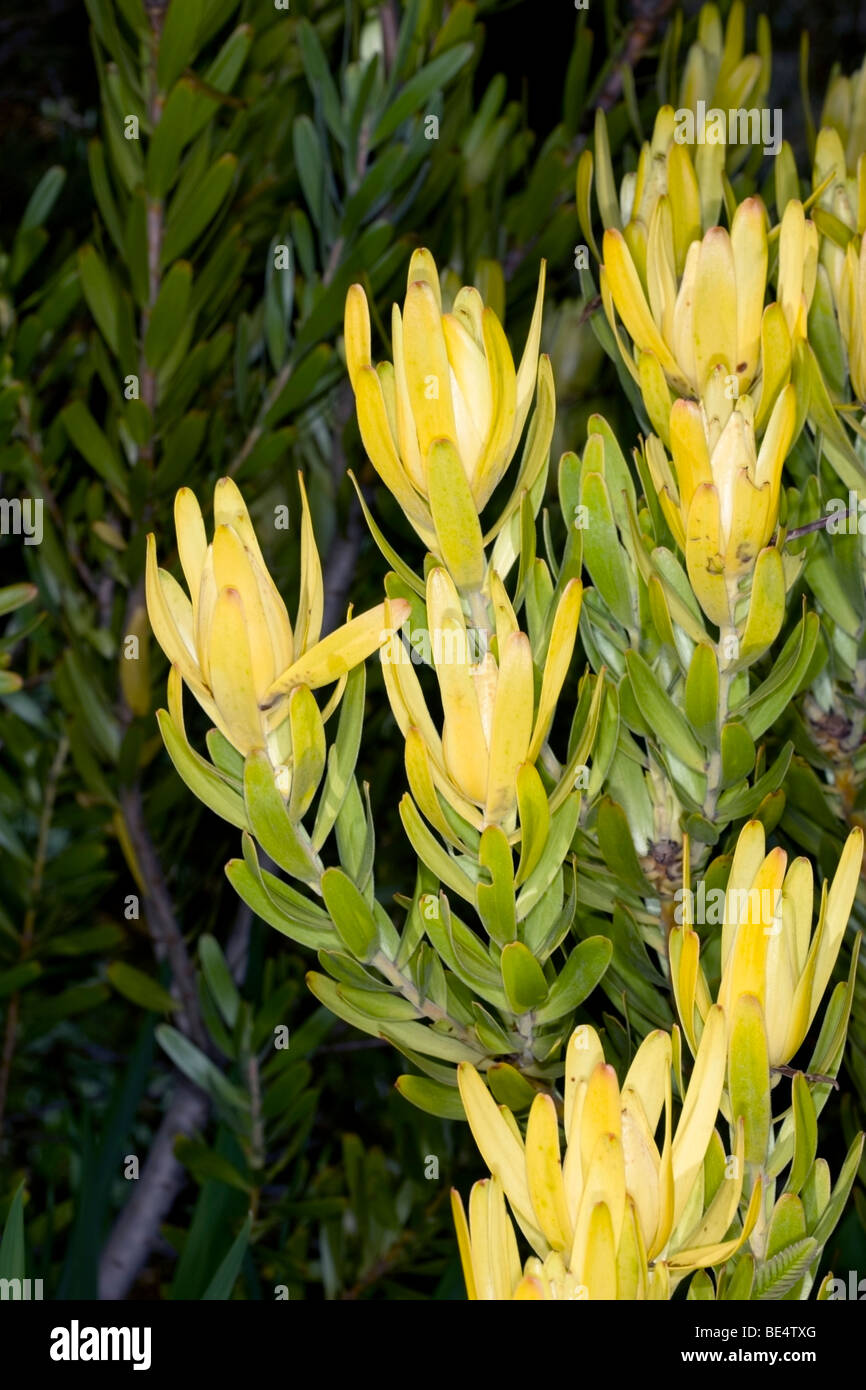 Golden Conebush- Leucadendron laureolum-Family Proteaceae Stock Photo