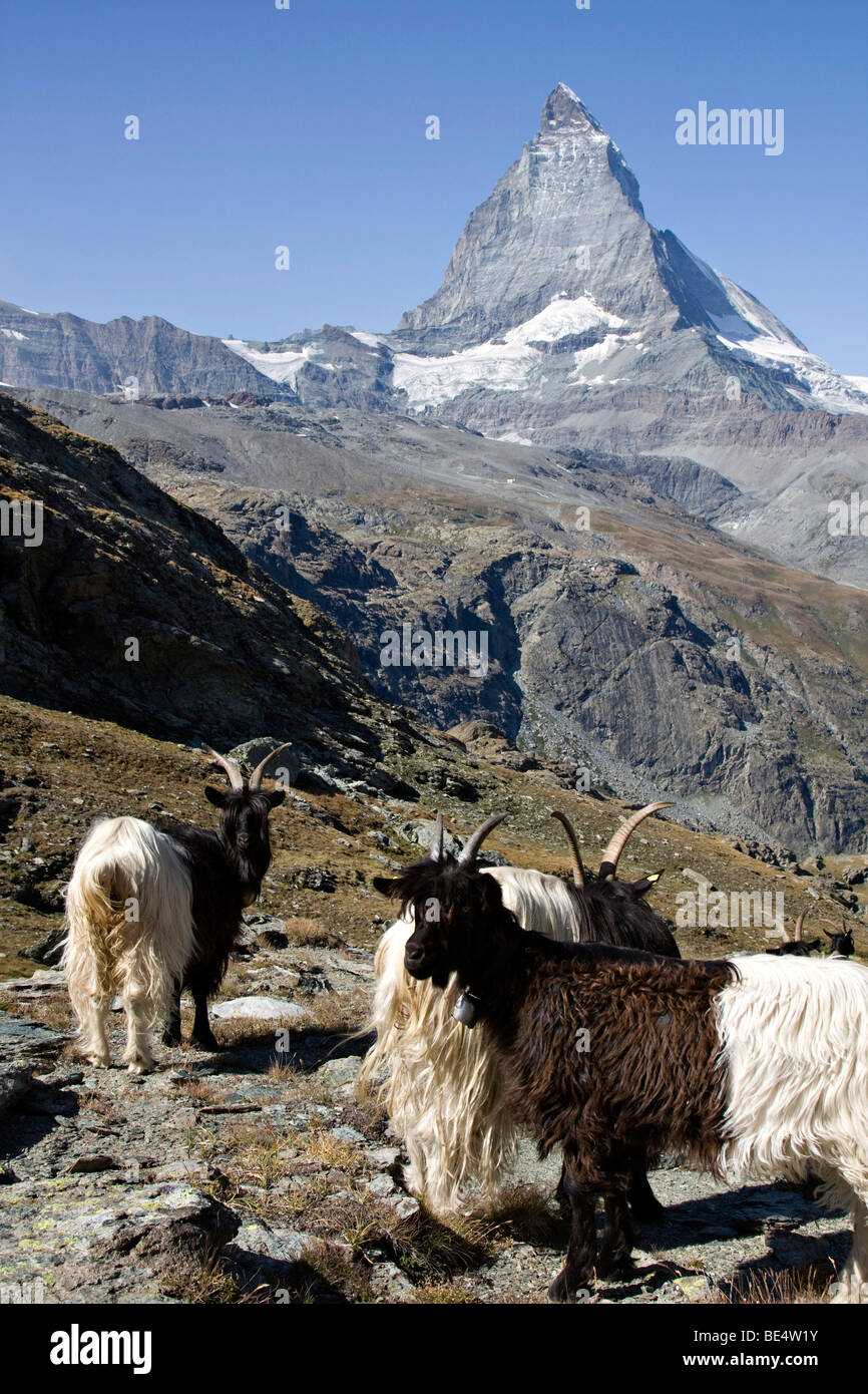 Matterhorn Swiss Alps Zermatt Switzerland Europe Stock Photo Alamy Matterhorn Swiss Alps Zermatt Switzerland Europe Stock Photo Alamy