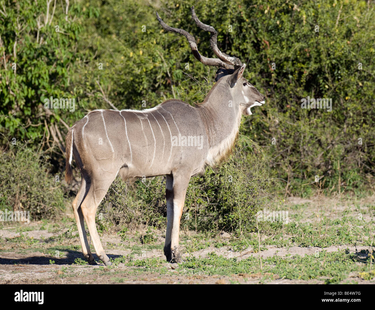 Greater Kudu (Tragelaphus strepsiceros), male, Chobe National Park, Botswana, Africa Stock Photo