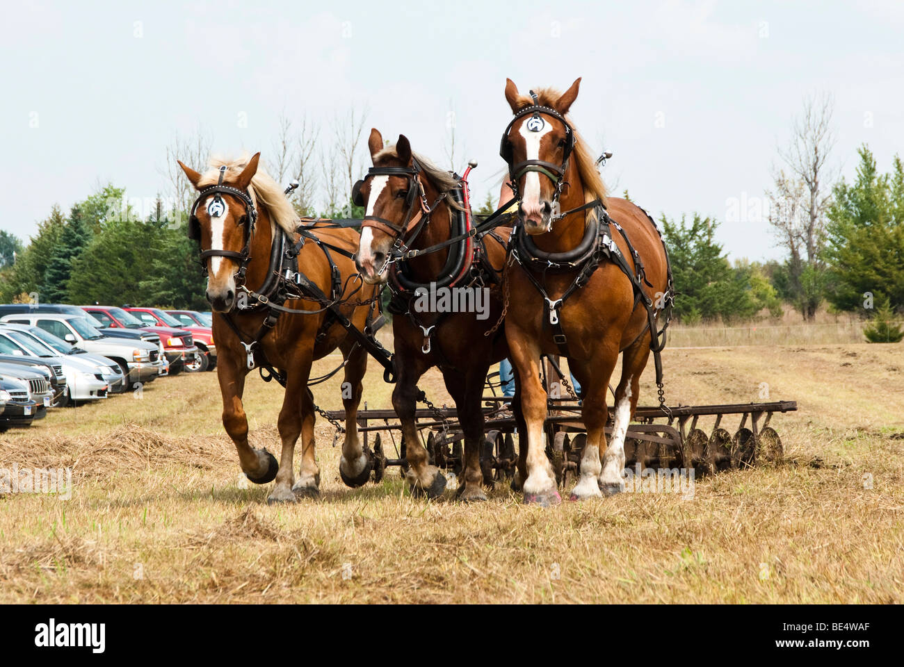 horsedrawn farming demonstrations during the Homesteader Day Harvest