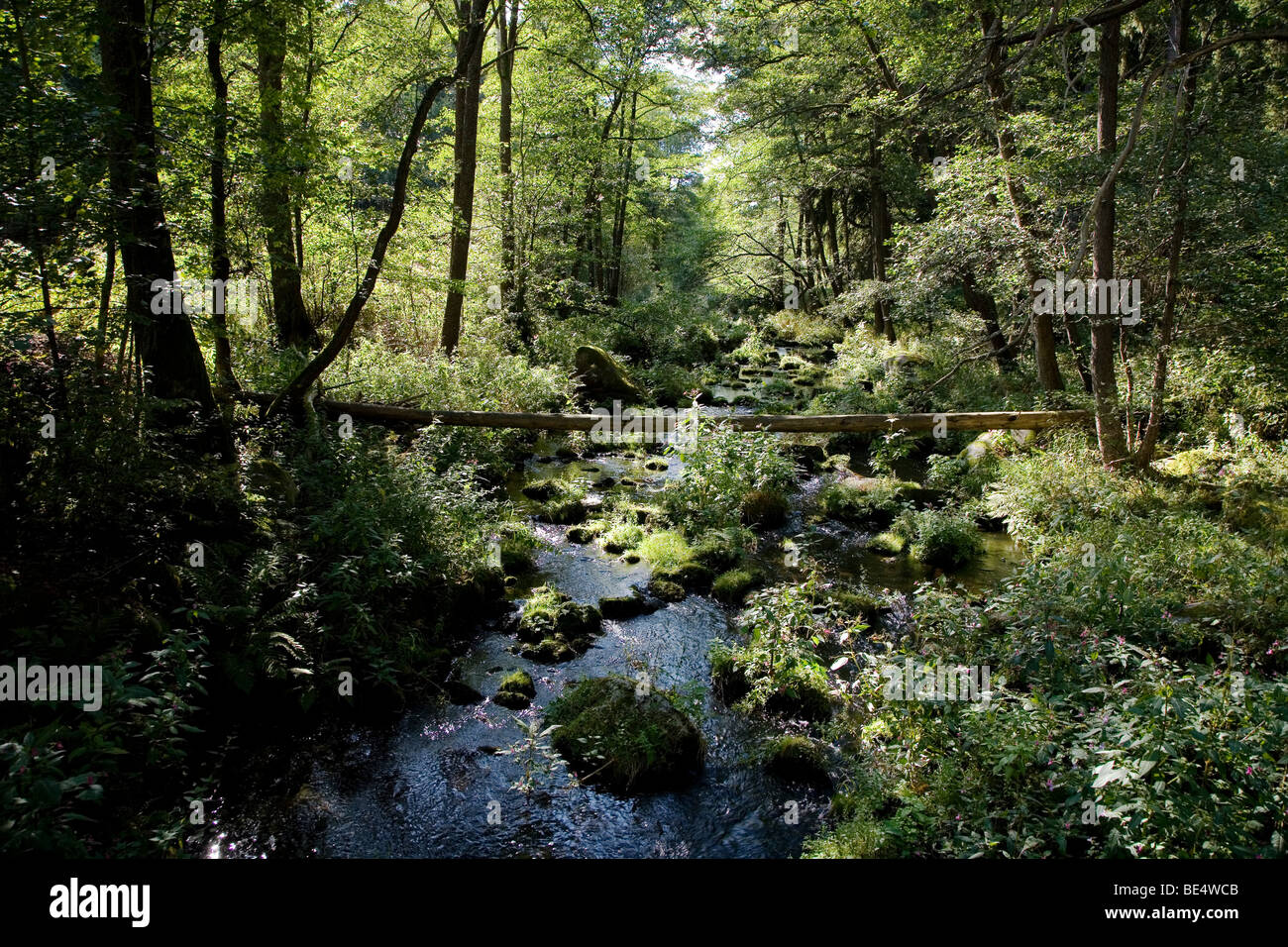 wooden log on Eger river, Wellertal, Fichtelgebirge, Bavaria, Germany Stock Photo