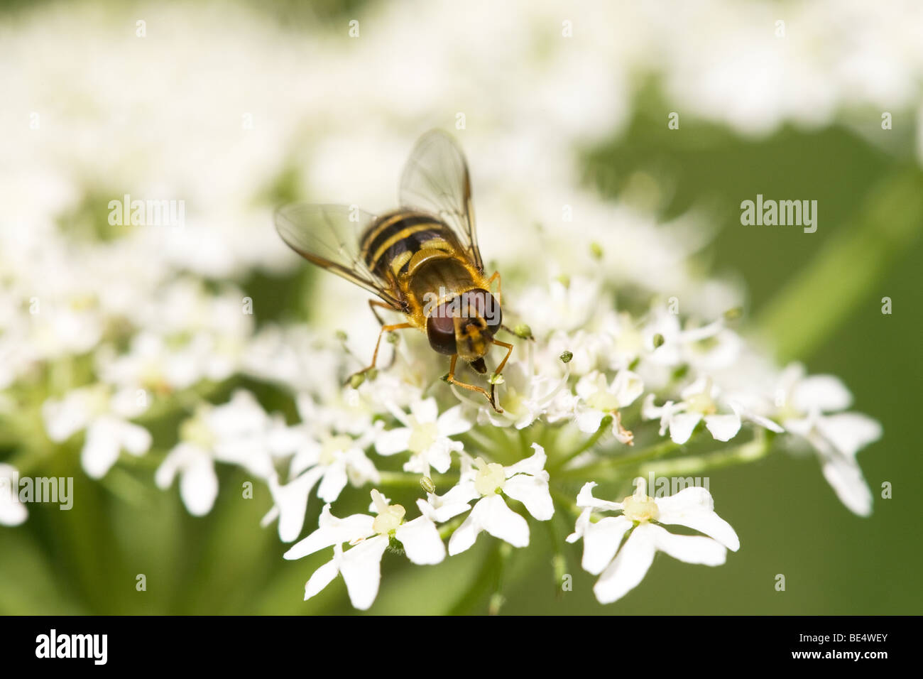 Adult insect hi-res stock photography and images - Alamy