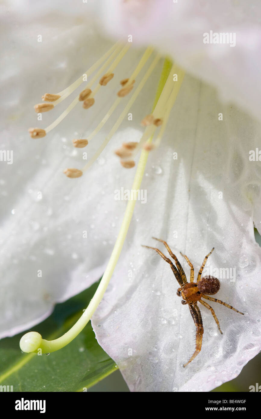 Begonia (Begonia), spider Stock Photo