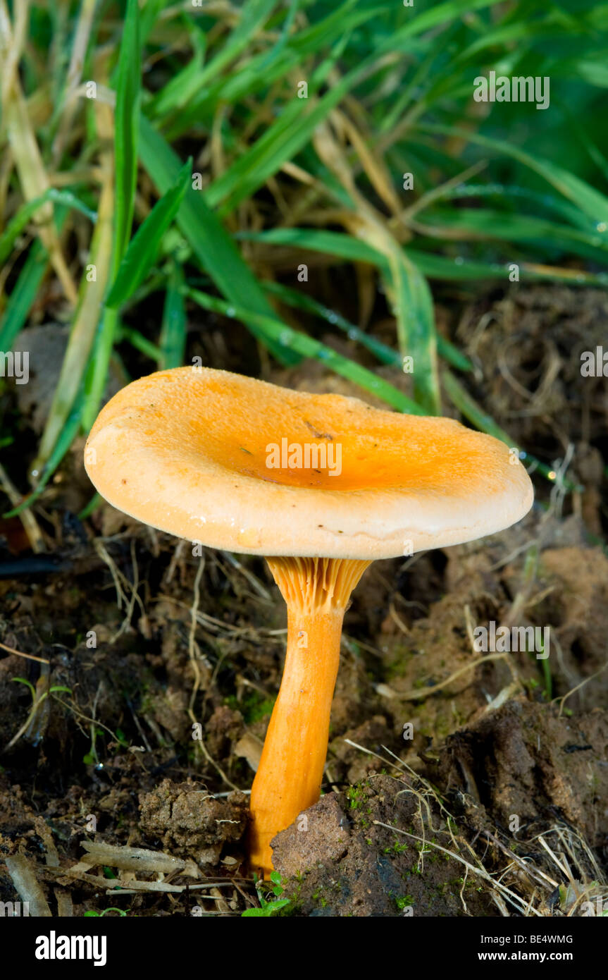 False Chanterelle mushroom, Hygrophoropsis aurantiaca. Stock Photo